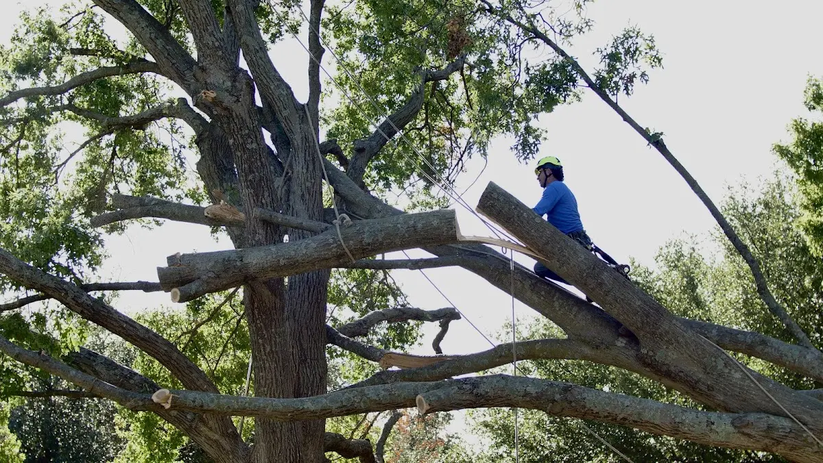 Professional Hazardous Tree Removal performed by certified arborists in West Bend