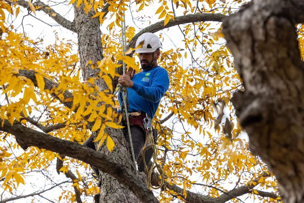 Skilled Tree Pruning crew working in West Bend