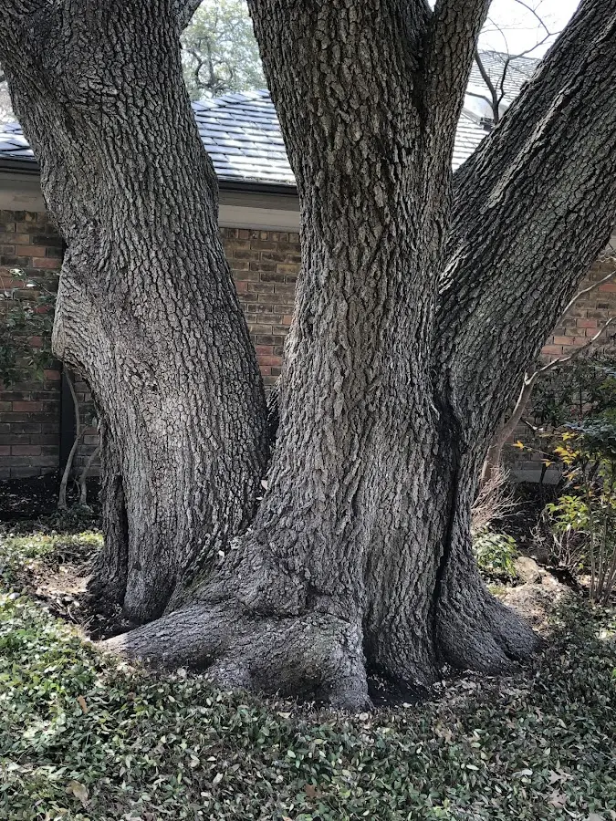 Mature heritage tree close to a West Bend property cared for by certified arborists